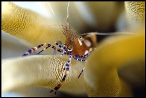 Anemone Shrimp, Town Pier, Bonaire. F90X, 60mm lens in Ne... by Andy Heath 